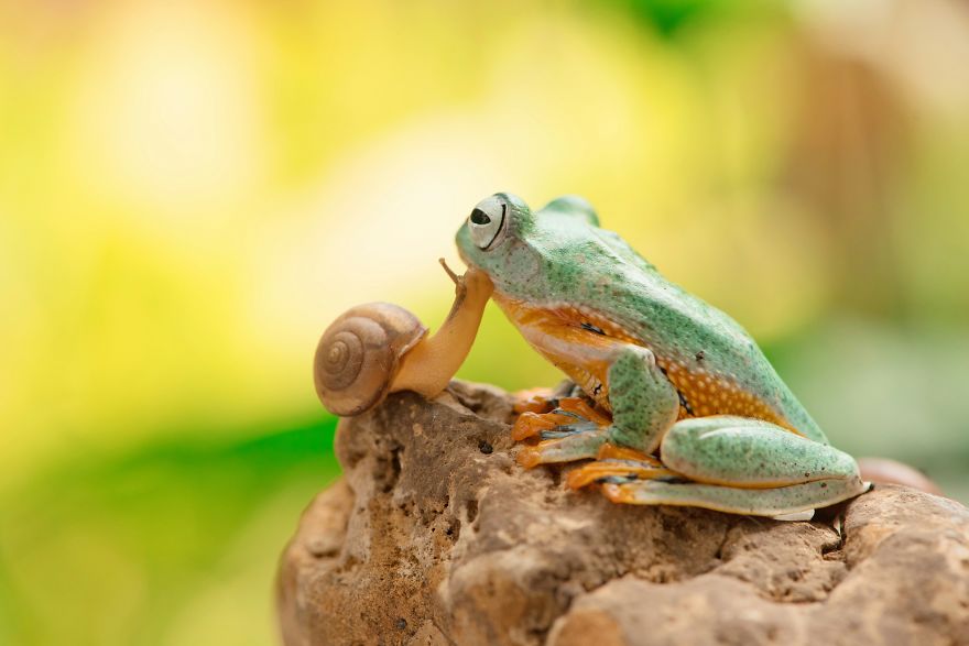 The Snail Kisses The Frog