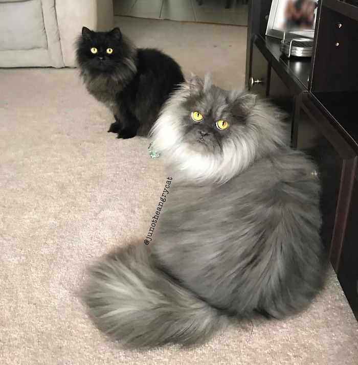 Meet Juno, The Cat With Better Hair Than All Of Us