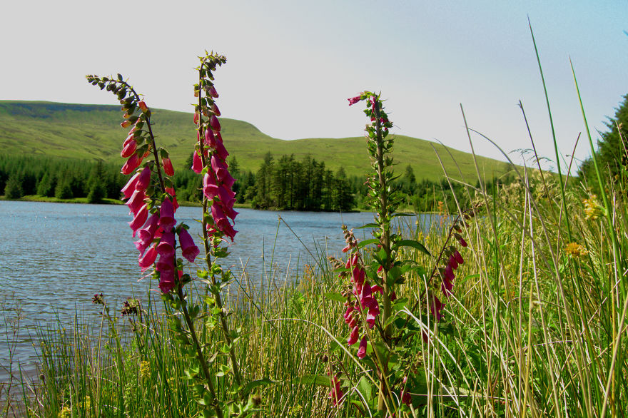 I Looked For Peace In Beautiful South Wales I Looked For Peace In Beautiful South Wales