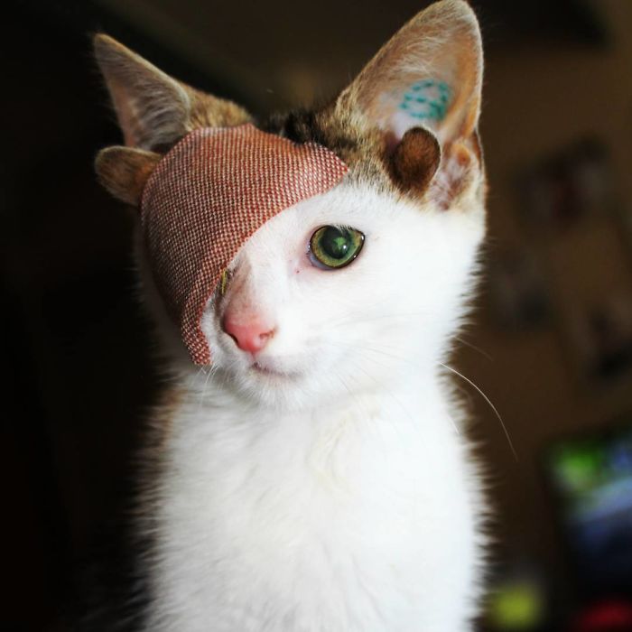 Rescue Kitty With 4 Ears And One Eye Escapes Misery After Finding His  Forever Home | Bored Panda