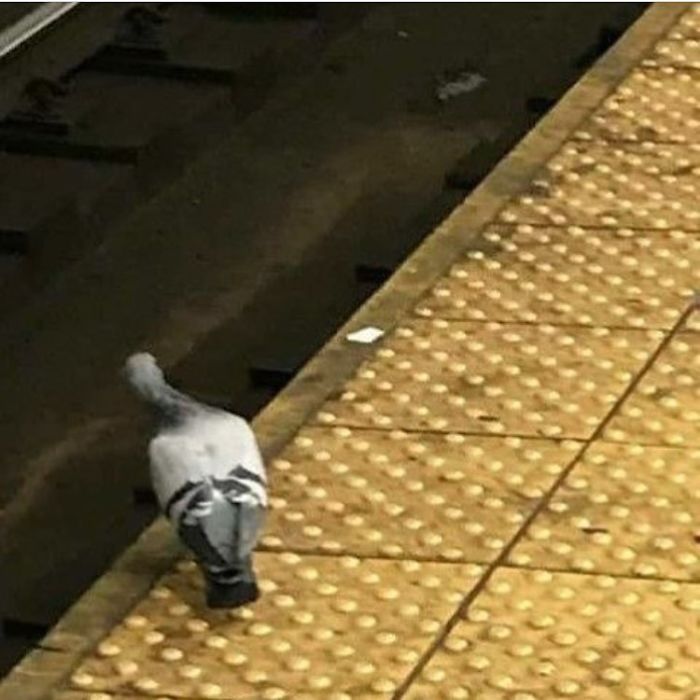 This Pigeon Is Out Here Looking Like Every NYer Waiting For The Train
