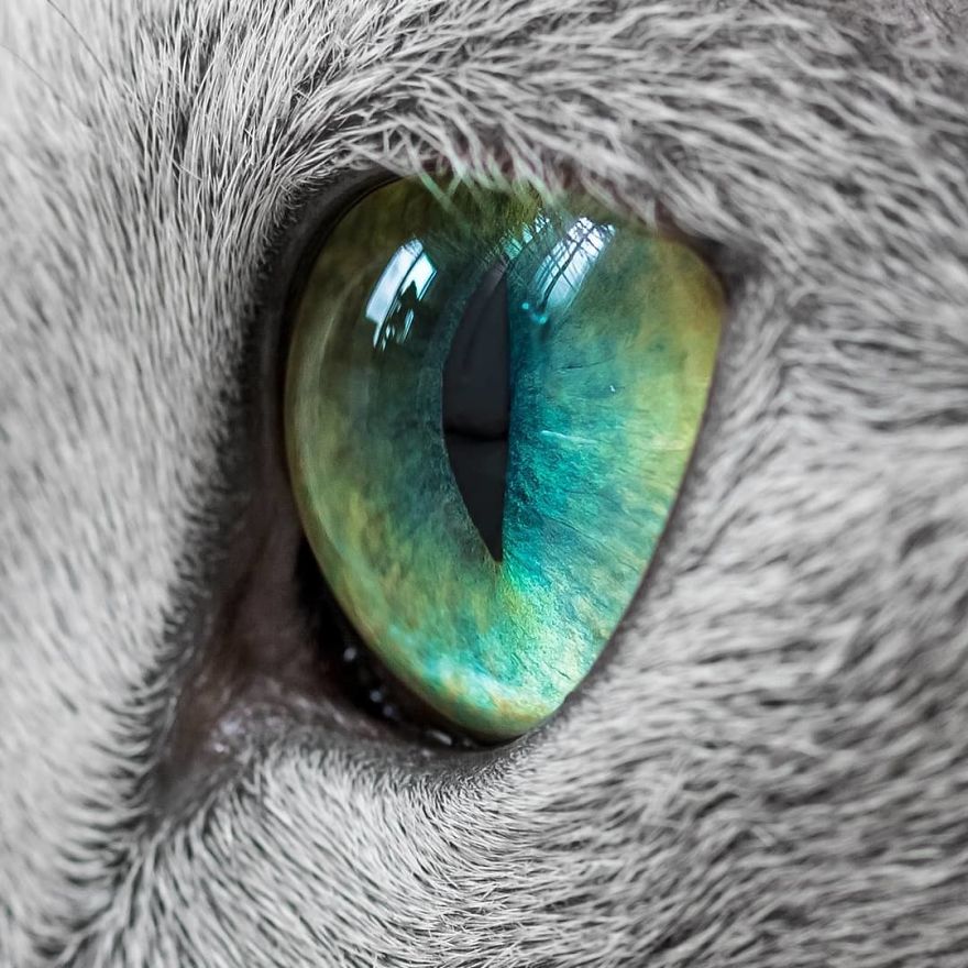 BnEZkWRHqh6 png  880 - Olhar felino: Gatos lindos têm olhos hipnotizantes