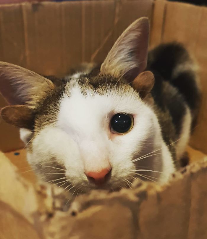 Rescue Kitty With 4 Ears And One Eye Escapes Misery After Finding His  Forever Home | Bored Panda