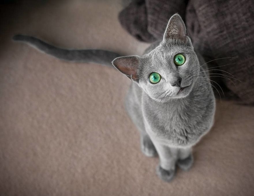 These Gorgeous Russian Blue Cats Have The Most Mesmerizing Eyes