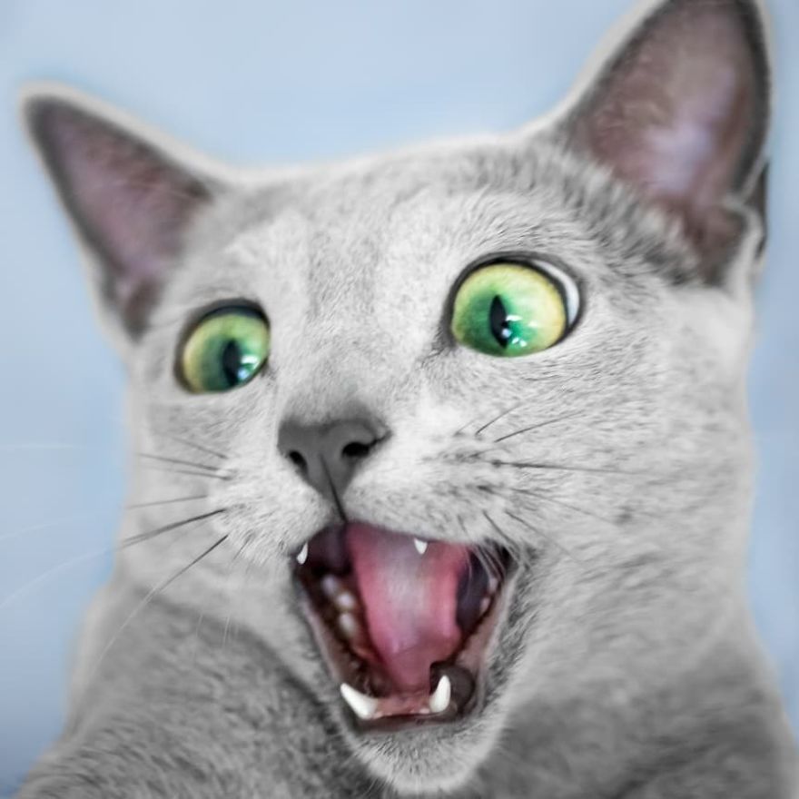Bww6qpDATcg png  880 - Olhar felino: Gatos lindos têm olhos hipnotizantes