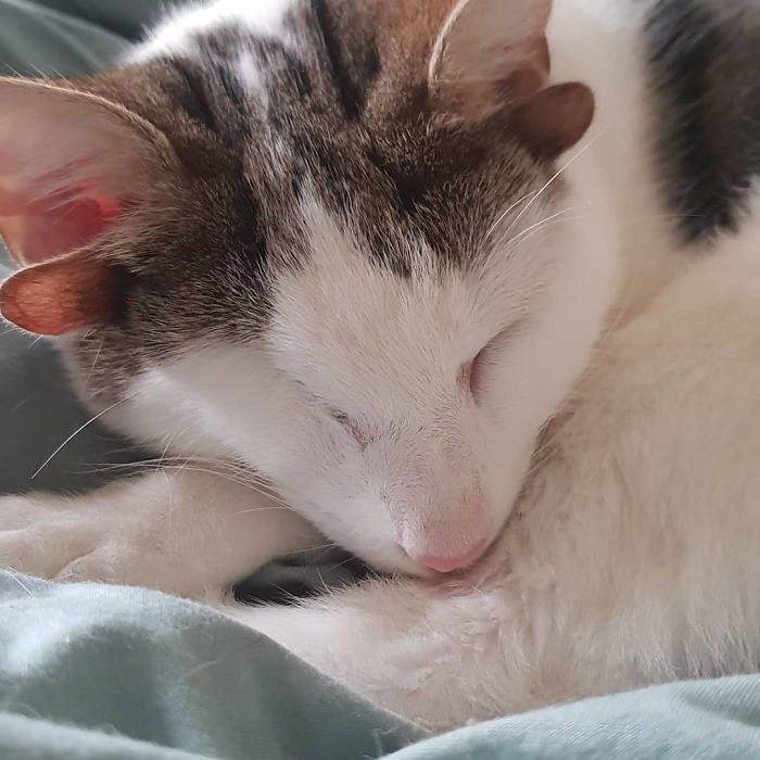Rescue Kitty With 4 Ears And One Eye Escapes Misery After Finding His Forever Home