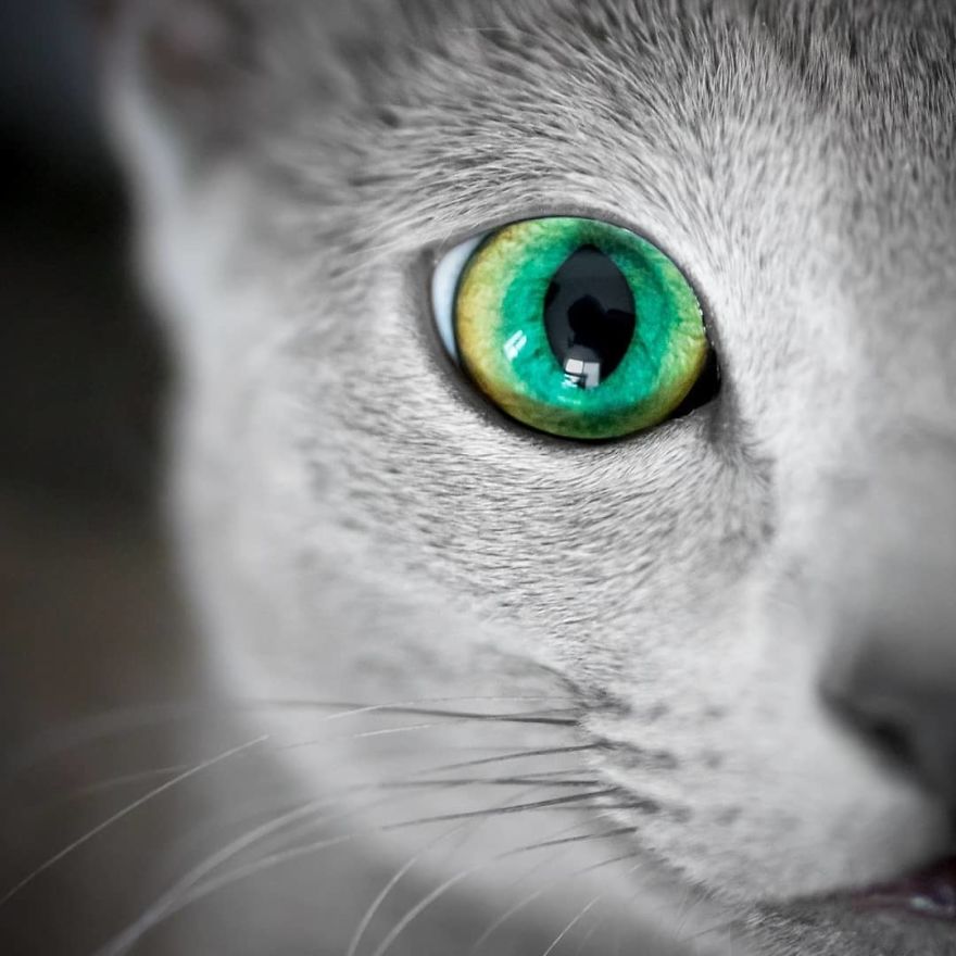 ByIfE3PAErU png  880 - Olhar felino: Gatos lindos têm olhos hipnotizantes