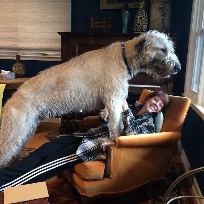 My Buddy Chester Almost One Year Old Irish Wolfhound. He Wanted To Look Out The Window