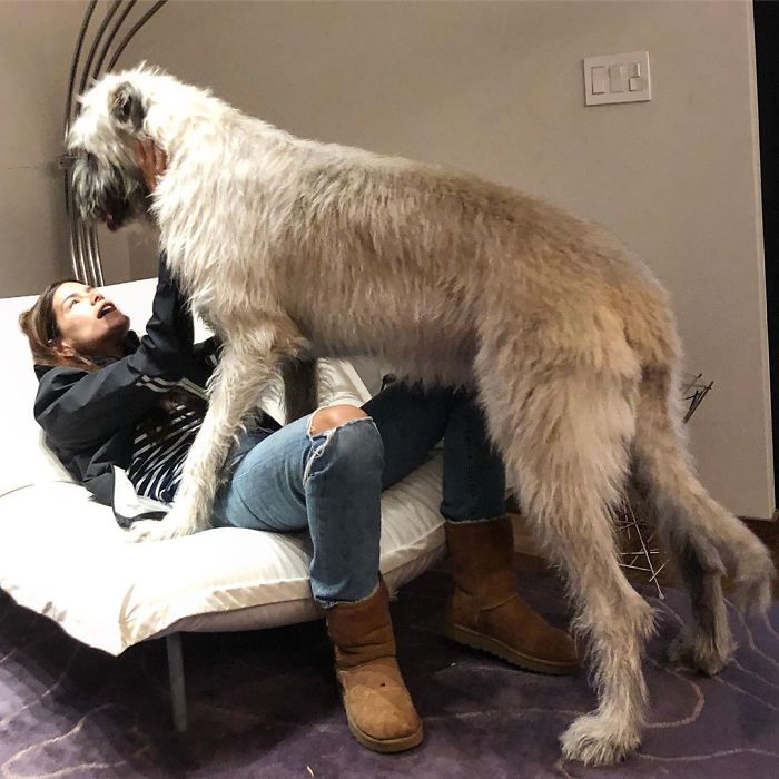 How Bout A Bear Hug Momma? I Mean, A Wolfhound Hug?