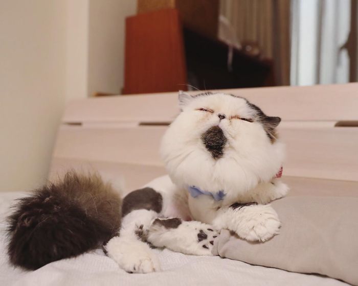 Meet Zuu - The Cat Who Embodies The Feeling When You Hear Your Alarm Clock Start Ringing