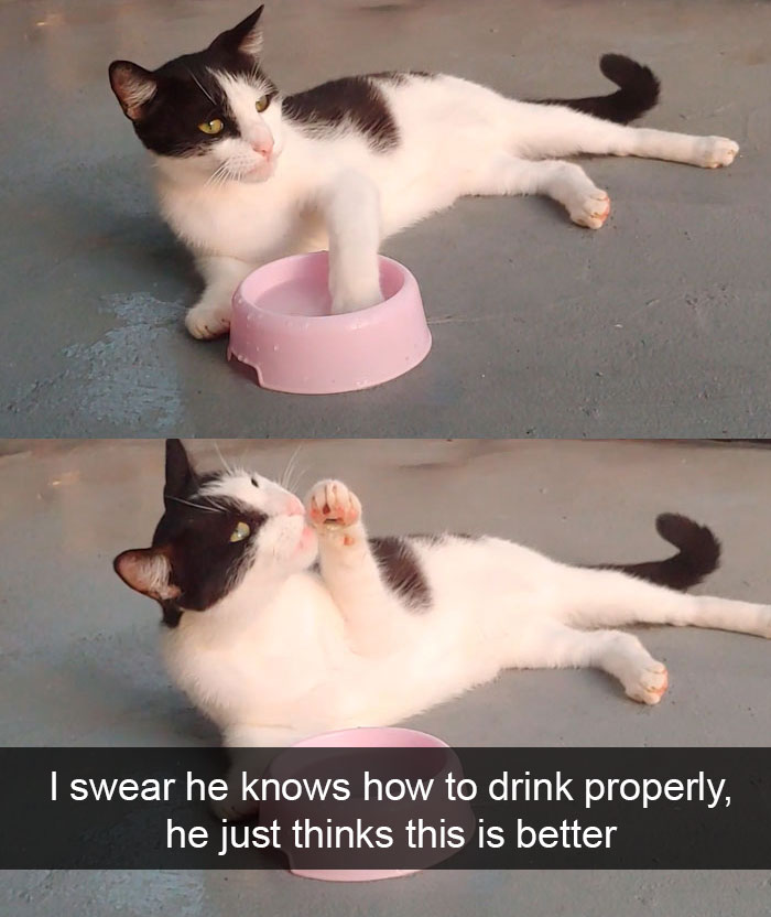 Cat-Snapchats