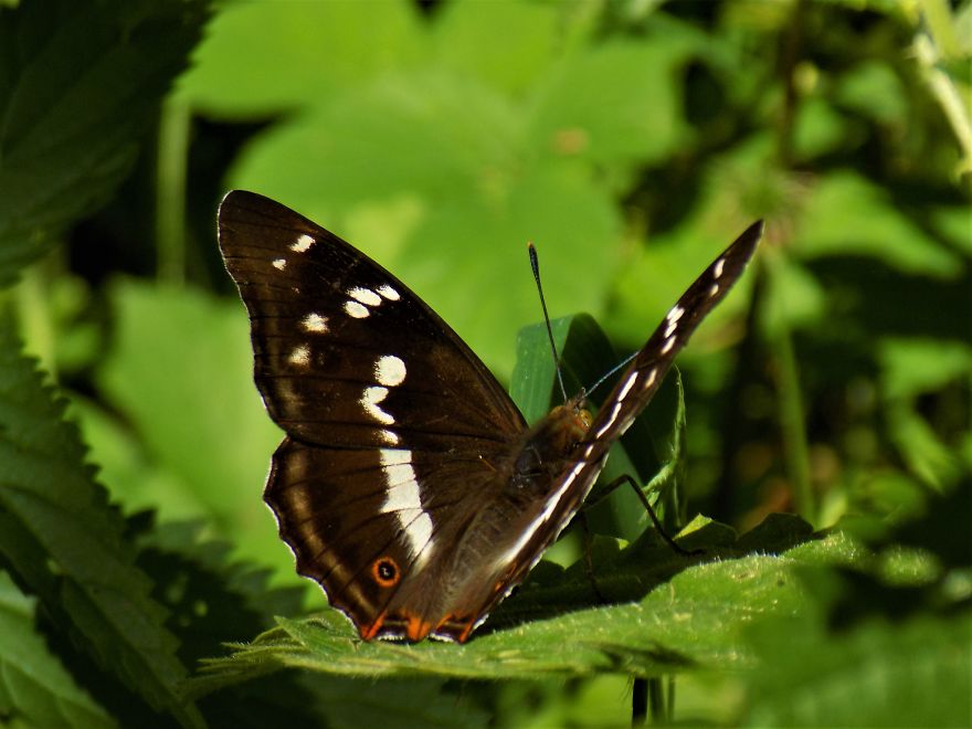 A Butterfly Sign From The Universe A Butterfly Sign From The Universe