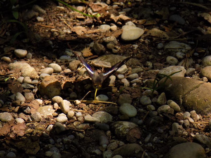 A Butterfly Sign From The Universe A Butterfly Sign From The Universe