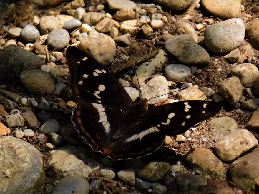 A Butterfly Sign From The Universe A Butterfly Sign From The Universe