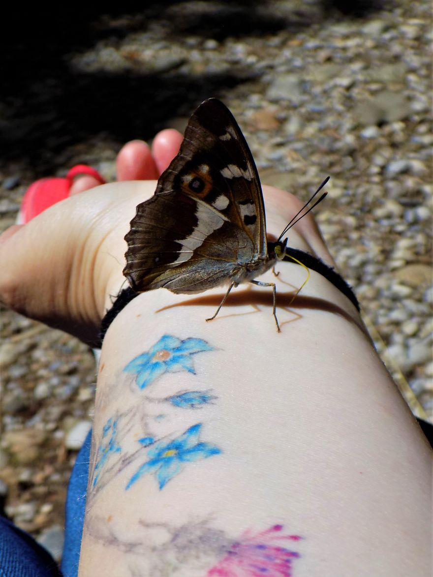 A Butterfly Sign From The Universe A Butterfly Sign From The Universe
