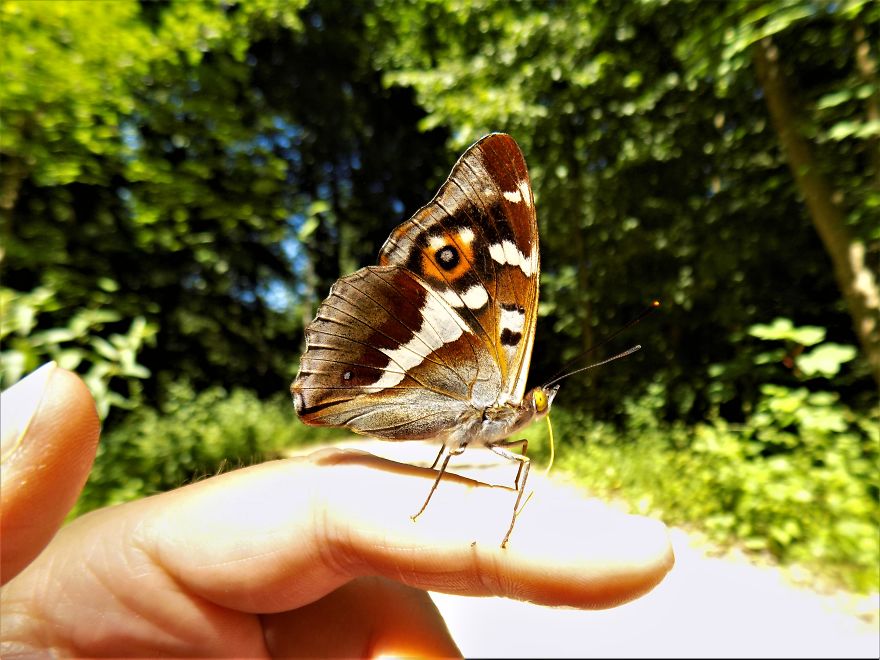 A Butterfly Sign From The Universe A Butterfly Sign From The Universe