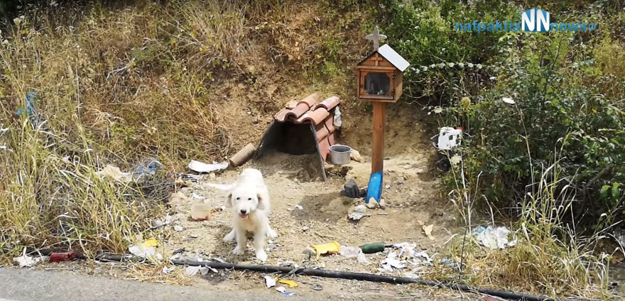 Loyal Dog Refuses To Leave His Owner’s Car Crash Site For 18 Months So Locals Built Him A Home