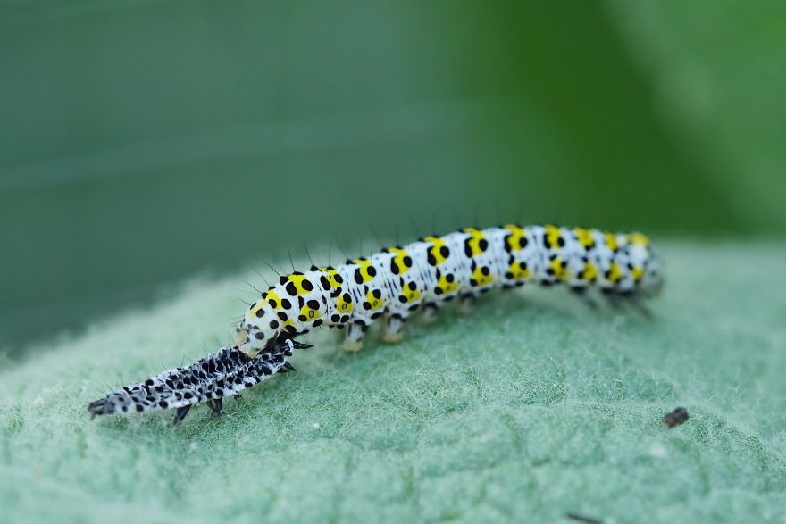 Just Molting Caterpillar (Cucullia Verbasci - Mullein Moth)
