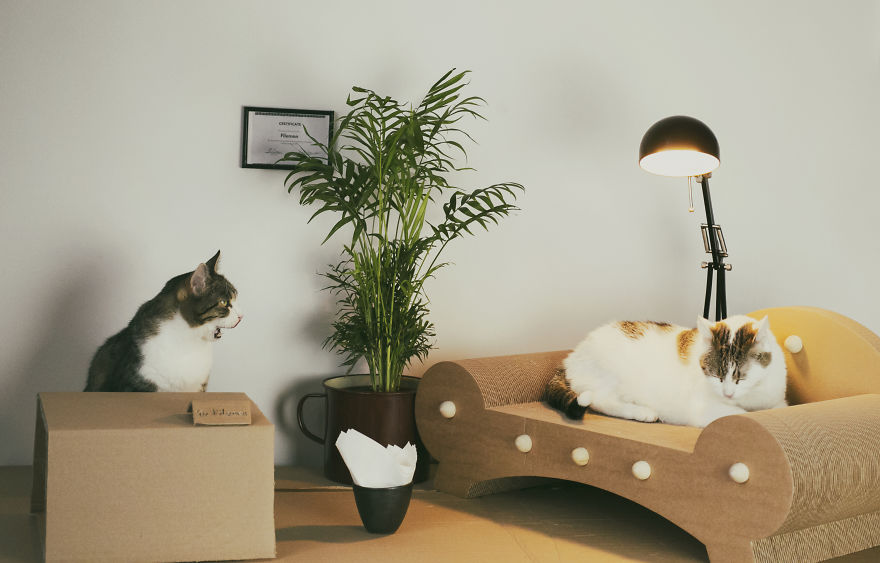 Cats' Cardboard World