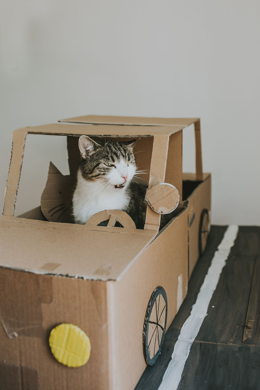 Cats' Cardboard World