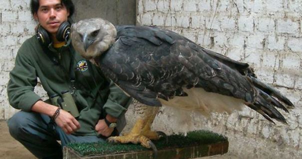 Harpy-Eagle-and-friend-5d25705aa3df9.jpg