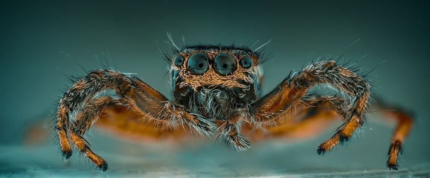 Panorámica Salticidae (Spider Jump)