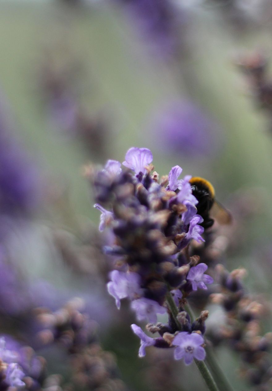 I Planted Flowering Plants To Help Pollinators, And They Gave Me Something To Practice Photography On