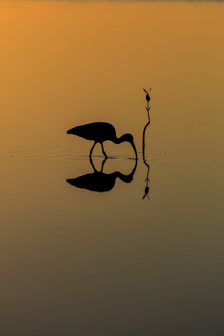5 Of My Absolute Favorite Wildlife Images 5 Of My Absolute Favorite Wildlife Images