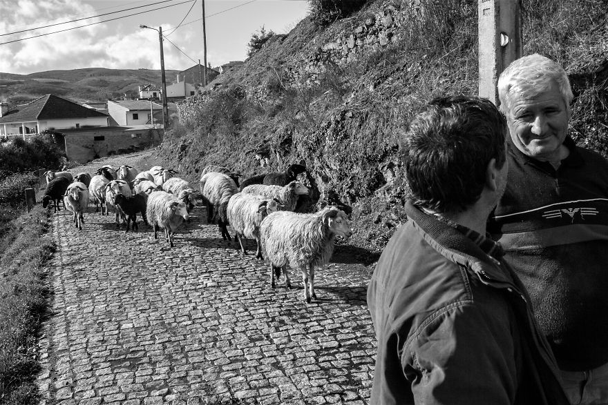 I Photographed The Life Of The Shepherds