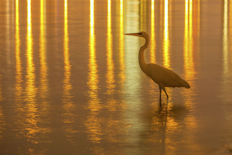 5 Of My Absolute Favorite Wildlife Images 5 Of My Absolute Favorite Wildlife Images