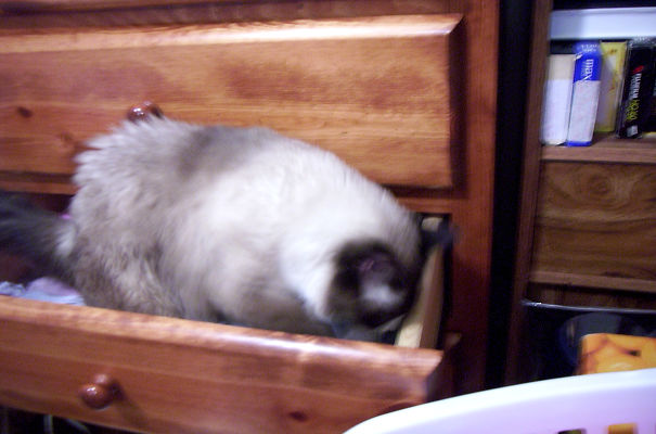 Kitty_in_the_dresser_drawer-001-5d32bc6405566.jpg