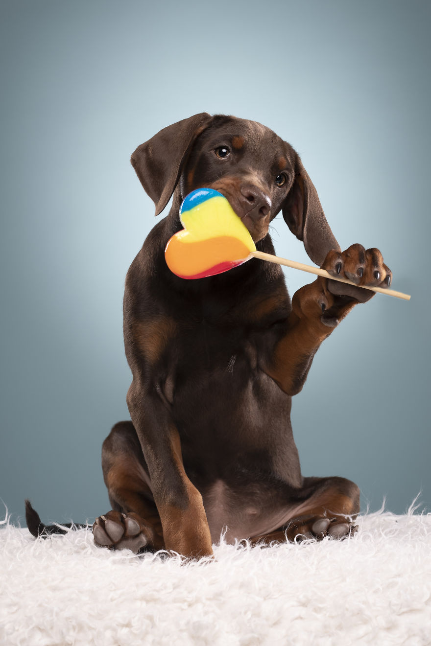 Dogs Are Like Children, Give Them A Lolly And You Can Get Everything Done!