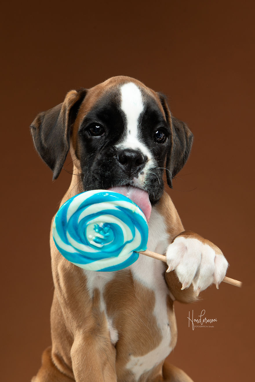 Dogs Are Like Children, Give Them A Lolly And You Can Get Everything Done!