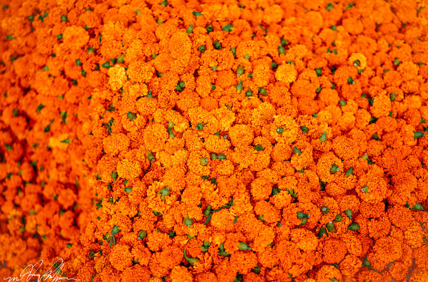 I Spent A Morning At The Largest Flower Market In South Asia