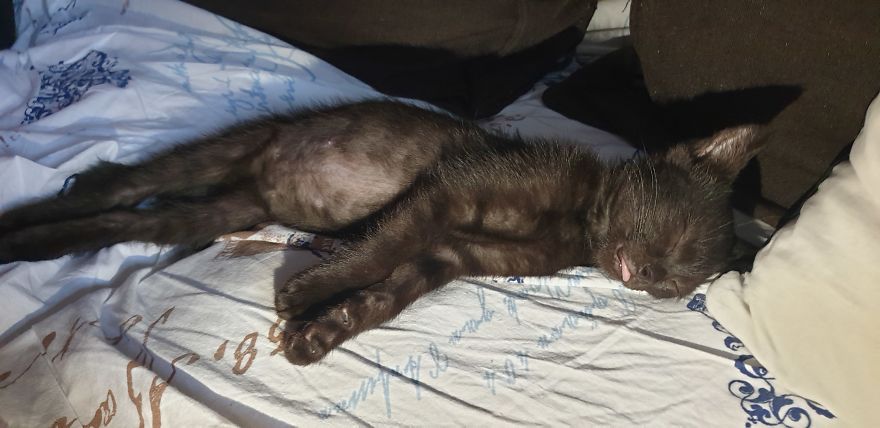 Our Warrior Cat Shuri Has A Baby Brother Now, Another Black Kitten That Was In Desperate Need Of Rescue