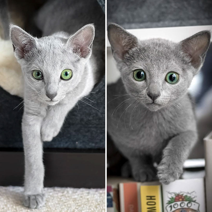 Russian blue cats share with over 122000 followers on instagram their mesmerizing green eyes 5d3822b3251a2  880 - Olhar felino: Gatos lindos têm olhos hipnotizantes