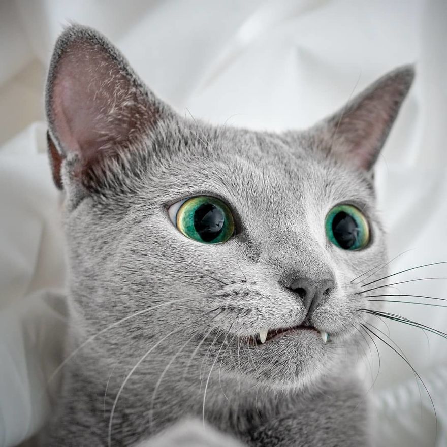 Russian blue cats share with over 122000 followers on instagram their mesmerizing green eyes 5d3823efc6365  880 - Olhar felino: Gatos lindos têm olhos hipnotizantes