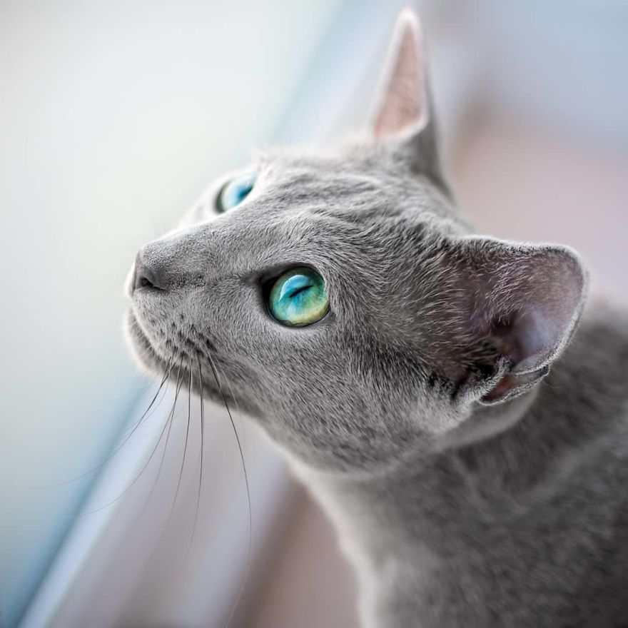 Russian Blue With Blue Eyes