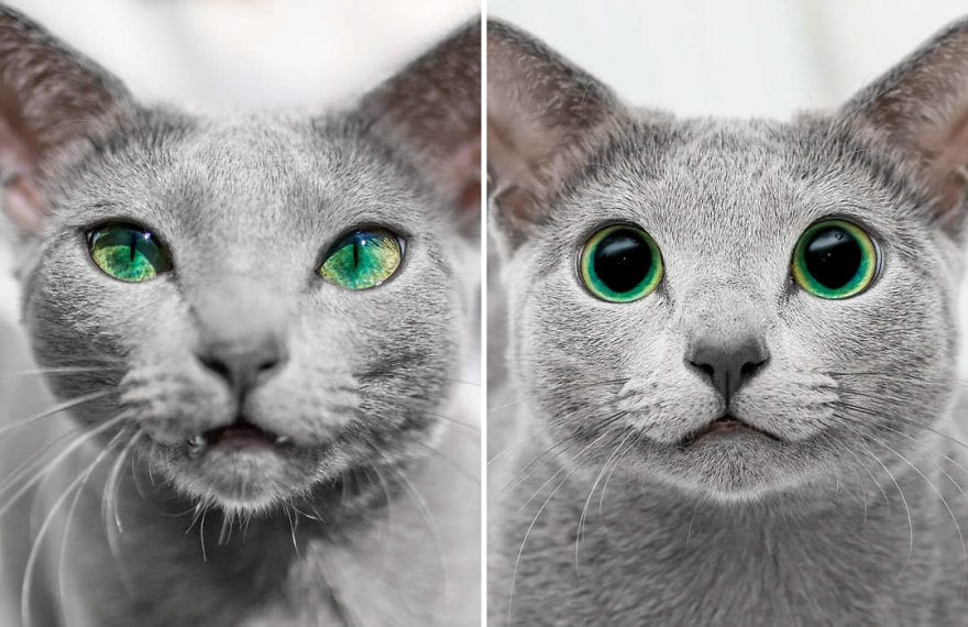 Russian blue cats share with over 122000 followers on instagram their mesmerizing green eyes 5d382704eb984  880 - Olhar felino: Gatos lindos têm olhos hipnotizantes