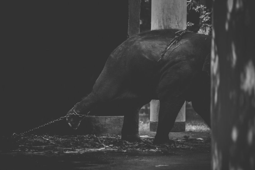 These Sad Photos Will Make You Think Twice Before Going To The Zoo