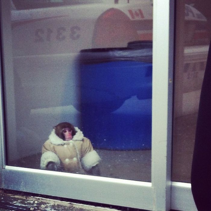 Anyone Lose Their Monkey At IKEA? Toronto