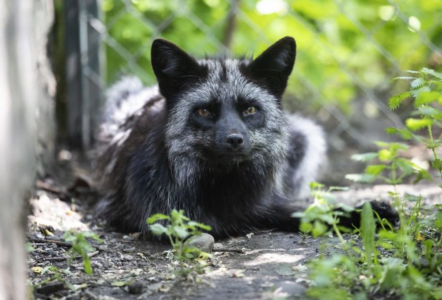 The Animals Who Escaped The Horror Of A Fur Farm And Now Live Happily At Sanctuaries