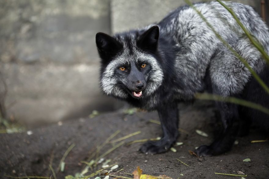 The Animals Who Escaped The Horror Of A Fur Farm And Now Live Happily At Sanctuaries