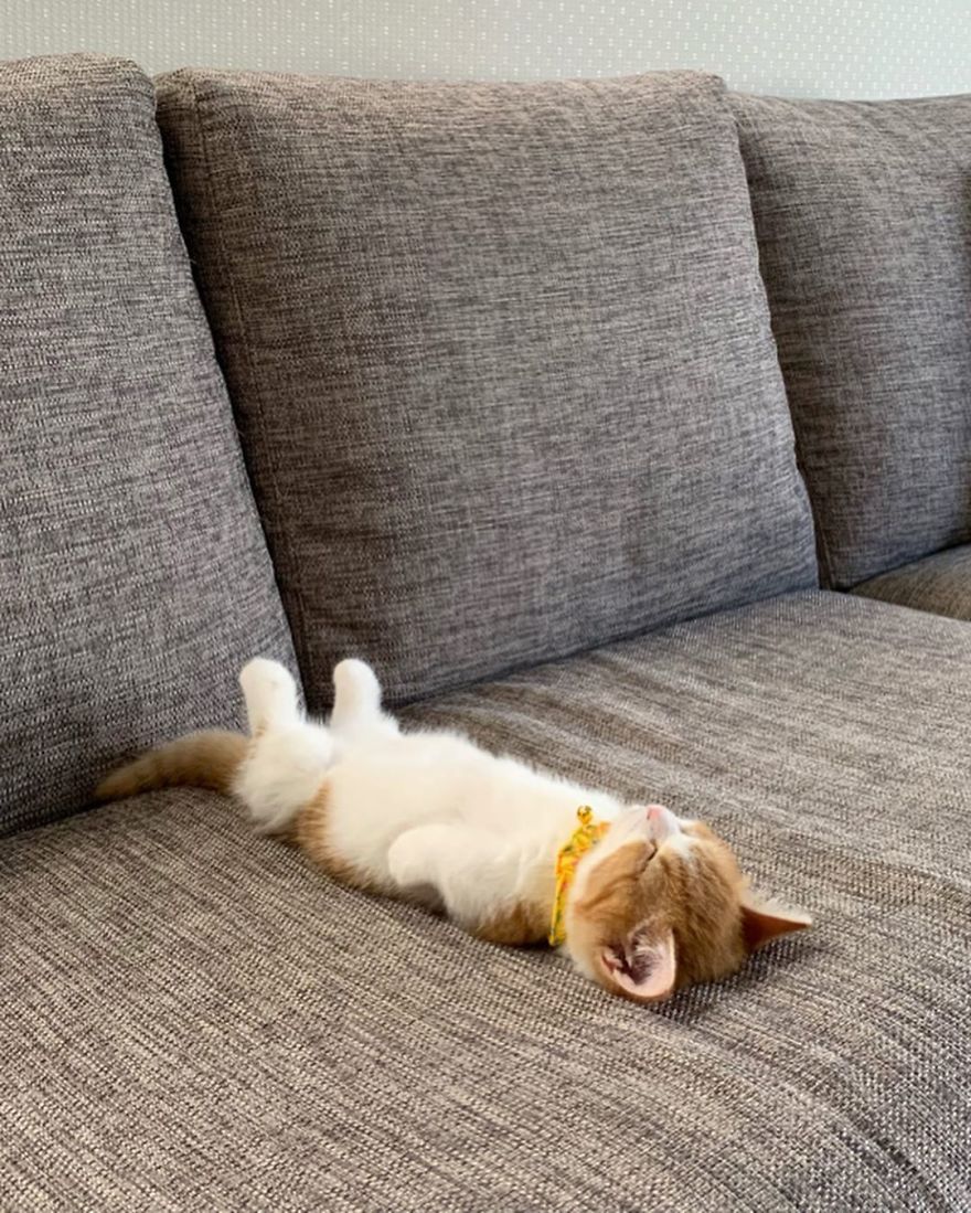 8 Pics Of Adorable Munchkin Kitten That Sleeps Like A Human