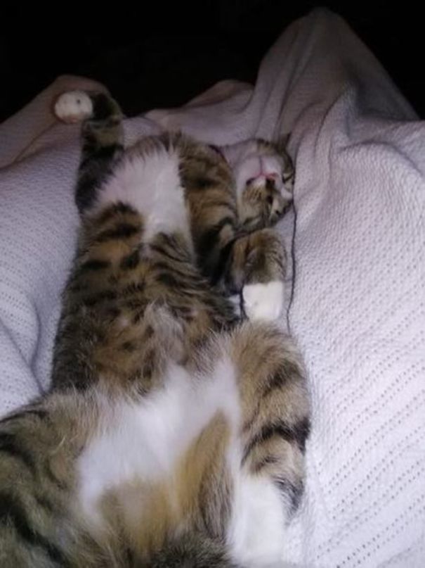 This Is My Jasper's Favorite Position To Sleep. This Is My Jasper's Favorite Position To Sleep.