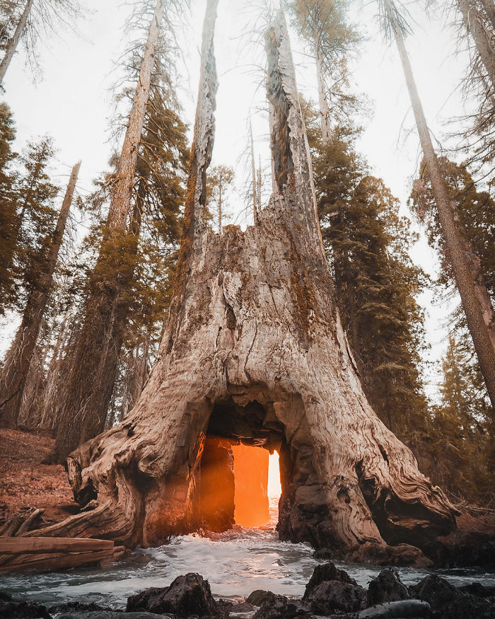 Surreal photo of an ancient tree with a bright, glowing interior, creating a dreamlike atmosphere and visual metaphor.
