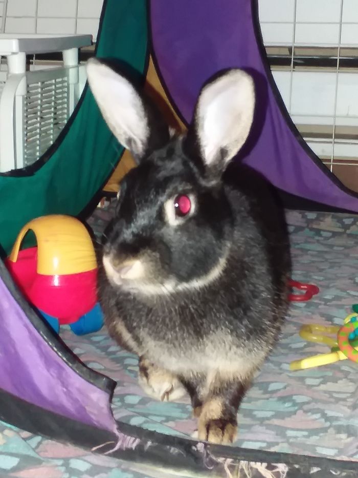 Turbo The House Rabbit Has An Important Message To Share
