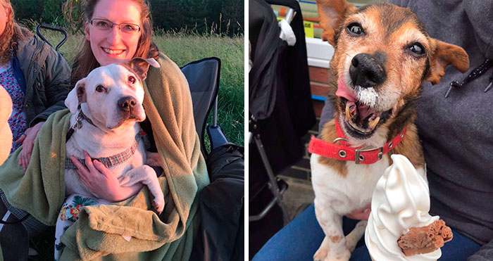 Woman Opens Dog Hospice Where She Spends The Last Days With Abandoned Dogs