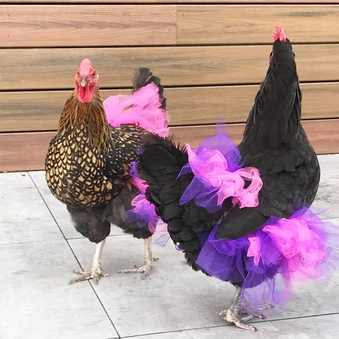 Chickens In Tutus Is A Thing And They Look Lovely (24 Pics)
