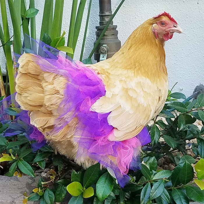 Chickens In Tutus Is A Thing And They Look Lovely (24 Pics)